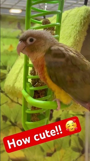 🦜 Cutest Little Parrot Ever!! | Adorable Bird Moments 💛