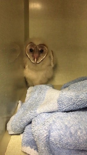So this is what a baby barn owl sounds like! 🦉 #owl #barnowl #screech #feature #foryou #wildlife