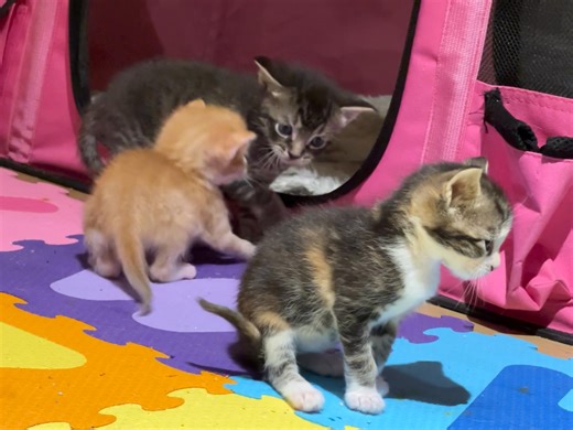 5.4K views · 77 reactions | Kitten playtime | Sophia L’Orange Kitten Rescue | Facebook