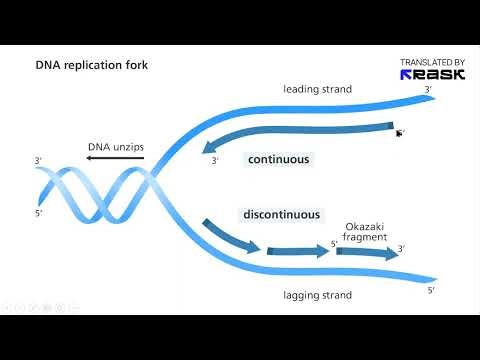 exonuclease endonuclease