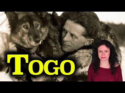TOGO | The TRUE story of Seppala, Togo, Balto and the Serum Run | Alaska