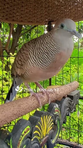 Zebra Dove call Bird sounds for relaxations 146 #birds #birdsounds #birdsoundscape #birdsong #animal