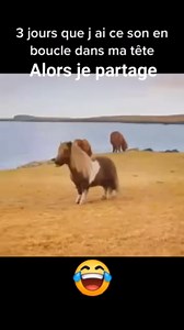 Ne me remerciez pas... 😂😂🤣 #instamoment #petitponey #chanson #insupportable | P'tite Bulle de Bonheur