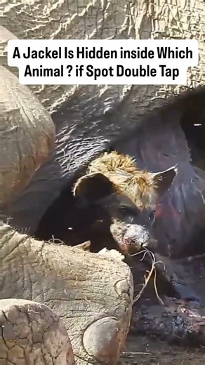 jackel inside Which animal ? #trending #animallife #wildanimals #wildliferescue #nature #yt #wild