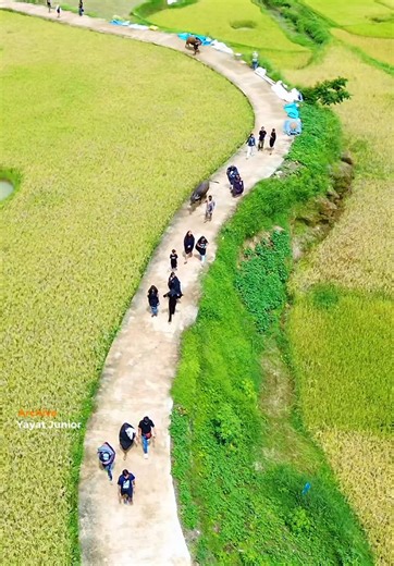 Ma’ Pasa’ Tedong Alm.Y.S Toding Bua’ & Almh.Sarah rante La’bi pongsitammu Project : @Toraja Capture . #rambusolo #toraja #torajasulawesiselatan #torajautara #torajapride🏝️💥