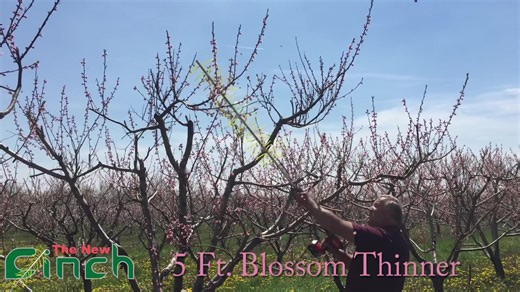 Effective Peach Thinning with Cinch Tool