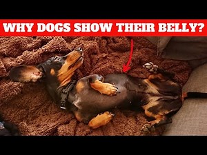 8 Strangest Dog Behaviors Explained
