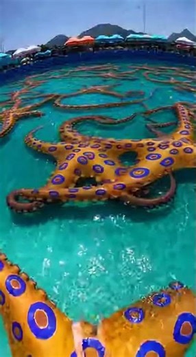 water slide into pool of giant fish #funny #memes