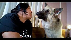 How To Control German Shepherd Dog? Start by teaching your pet to sit, using the “SIT” and slowly progress your way to “STAY” and “COME” commands. Repeat the command until they react to it instantly. Being a protective breed of dogs, GSD's are first to jump at guests and strangers. #CameraBaba #doggo #germanshepherdofinstagram #germanshepherdworld #gsdnation #dogtraining #sch #cute #husky #gsddaily #instagram #gsdlover #dogphotography #germanshepherdlovers #germanshepherddaily #gsdofig #germansh