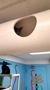 Meet Jodi, a 1-year-old dilute tortoiseshell! This playful girl is always on the hunt for her next adventure—whether it’s chasing toys or making new feline friends, she’s all about having fun! Jodi is the perfect companion for anyone seeking a lively addition to their family. Already spayed and ready for her forever home, Jodi is available for just $100! | Vanderburgh Humane Society