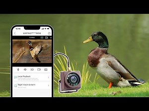 How to install a bird box camera to watch the wood duck