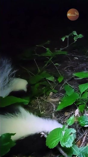 These Skunks Were Surprisingly Shy!