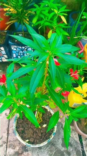 balsam plant grow and care tips#gardenideas#gardening #plantcare#youtubeshorts #youtubevideo#youtube