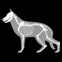 「3D Dog Anatomy」 - Androidアプリ | APPLION