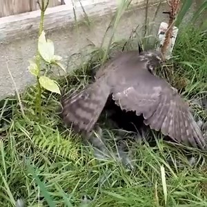 Poor Crow hunting by Hawk | J chandola