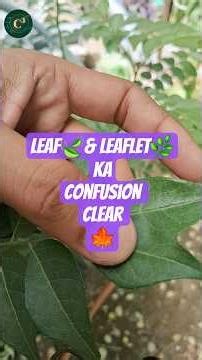 #leaf 🍃 🍂 #leaflet ☘️ 🍁 #rachis🍀 🌿 #midrib🍃 #Botany #agriculture #science #biology