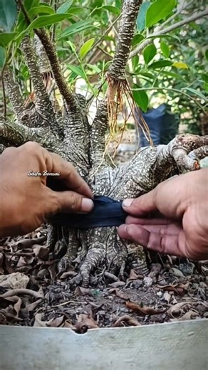 Batang besar dalam waktu yang singkat // Bonsai trik program pemula #bonsaitree #ficus #bonsaiwork | Saifa Bonsai