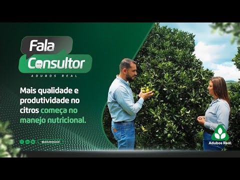 Manejo nutricional em citros: como aumentar produtividade e qualidade dos frutos