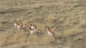 Beautiful Lengthy Shot Herd Pronghorn Running Stock Footage Video (100% Royalty-free) 5768108 | Shutterstock