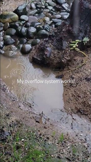 pond overflow in action #garden #backyard #diy