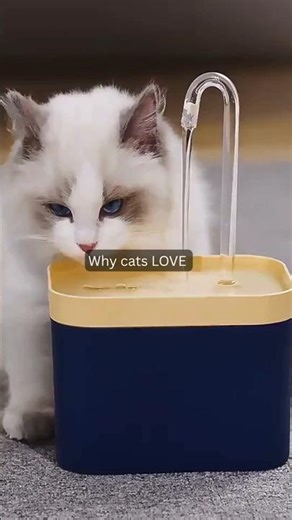 Automatic Cat Water Fountain 😻 Game Changer! #shorts