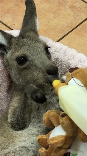 Skippy and Tim | Australian Reptile Park