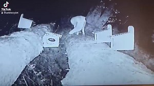 Mr Fox on The Coylet Wildlife camera! | Coylet Inn