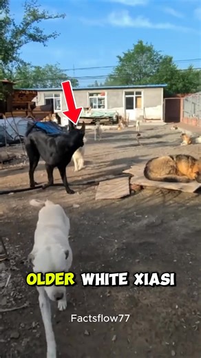 The True Alpha Dog Came Every Dog Bowed Down 👑🐕‍🦺🐾 | Facts Flow