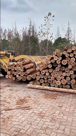 A Loader with a Log Clamp Moving Fir Piling Timber