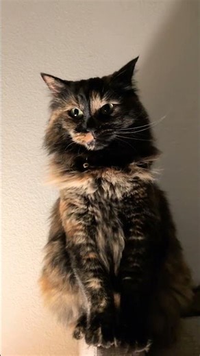 watching John wick with baby. she got all pumped!#catfunny #johnwick4 #ninja #batkitty #batman