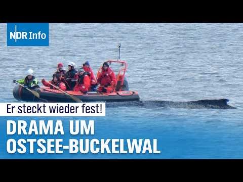 Erneutes Drama! Ostsee-Buckelwal kämpft weiter ums Überleben | NDR Info