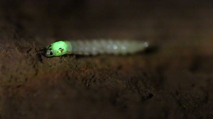 134K views · 730 reactions | Unlike some insects that use bioluminescence to attract mates, the click beetle larvae emit light to attract prey. | National Geographic TV | Facebook