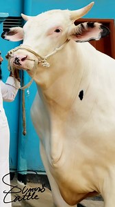 112K views · 4.1K reactions | Power and Perfection in every Stride – the Extraordinary Beautiful Holstein Friesian Bull!#cow #cattle #bull #holsteinfriesian #hasabull #sumonscattle | SUMON’S CATTLE | Facebook