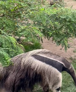 Anteater Cam 🎥 | Pittsburgh Zoo & Aquarium