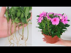 How to Grow Periwinkle from Cuttings for beginners