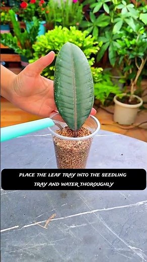 How to Grow a Rubber Plant From a Single Leaf 🌱 | 30-Day Rooting Method Explained