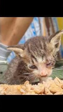 아기고양이 눈꼽 #허피스 #cat #cute