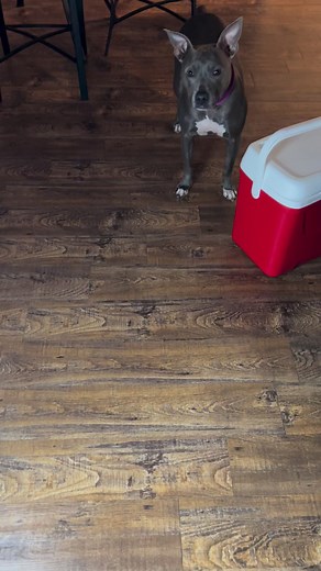 Nola’s reaction to a lemon #fyp #dogs #funny #lemon #tiktok #reels #insta #love #fun #puppy #challenge #trend #viral #crazy #trend #motivation #fyp #foryou | Ryan Williams