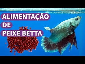 Betta Fish Feeding [SEE WHAT YOU CAN GIVE THEM]