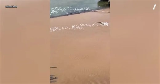 Hundreds of eels begin annual 3,000km annual migration