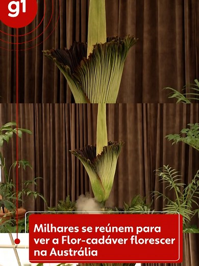 'Flor-cadáver' 🌷🪦 - O raro desabrochar da Flor-cadáver, planta conhecida pela raridade e cheiro de carne podre, atraiu milhares de curiosos para a sua exibição no Jardim Botânico de Sydney, na Austrália, na quinta-feira (23). Alguns chegaram a esperar três horas na fila para ver de perto a floração — e sentir um cheiro que lembra meias de academia e lixo podre. Alta, pontuda e fedorenta, a flor-cadáver é cientificamente conhecida como amorphophallus titanum — ou Bunga Bangkai, na Indonésia, on