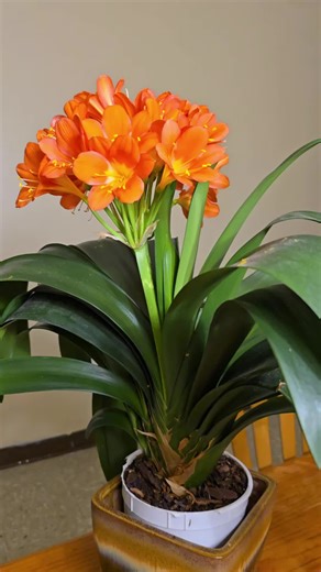 blooming #newengland #flower