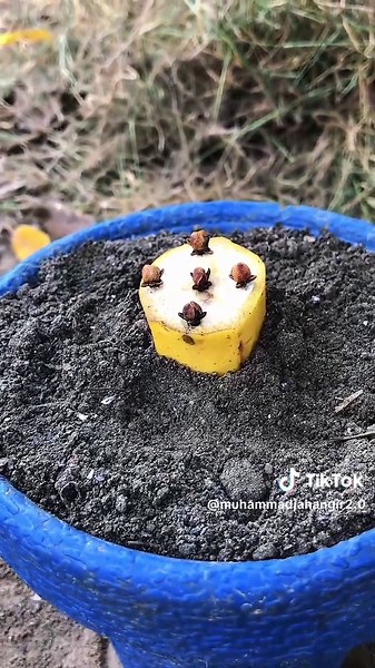 How to Grow Cloves: A Complete Gardening Guide