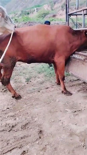Daily life diary of a rural cattle farmer #784