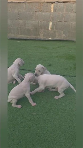 Cutest White Puppies playing! ✨#puppy #whitepuppy #petlover #dog