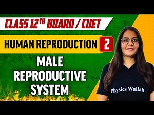 Human Reproduction 02 | Male Reproductive System | Class 12th/CUET