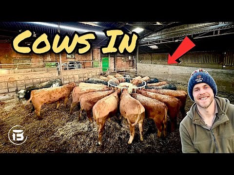 Cows In For Winter | Managing Winter Feed | Plans For The Herd!