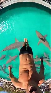 Waterslide into pool full of giant fish #funny #memes