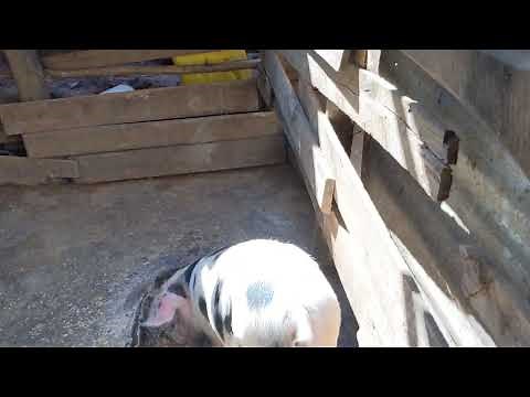 Pig farming in Rwanda see how it is done