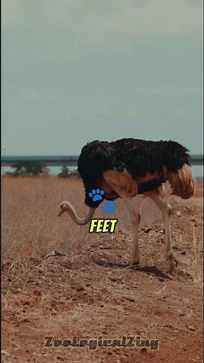 How Fast Can Ostriches REALLY Run?